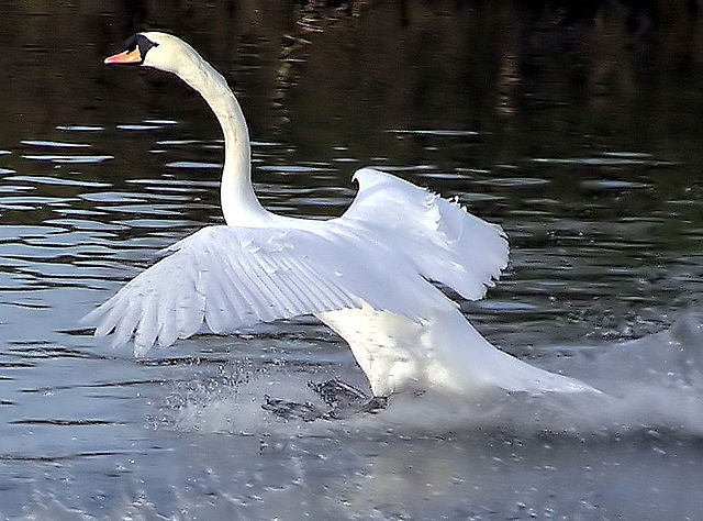 Mute Swan